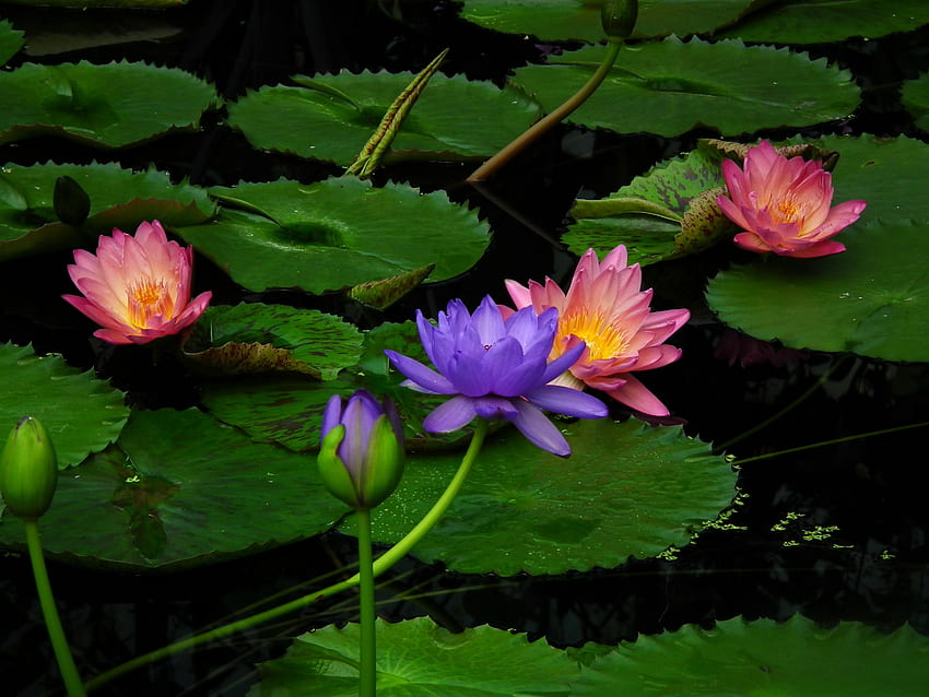 Blumen, Wasser, Blätter, Lilien, Seerosen HD-Hintergrundbild