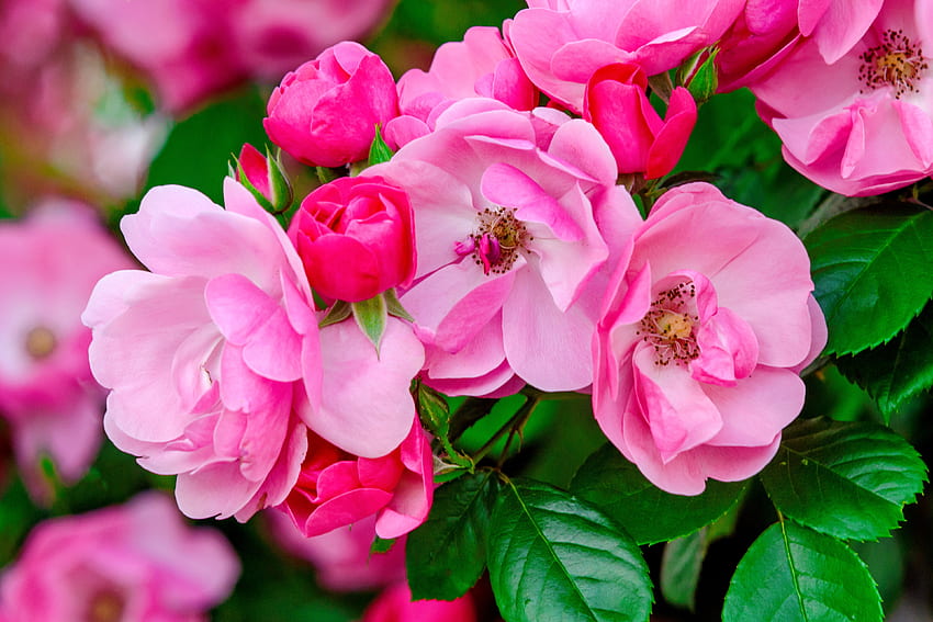 ピンクのバラ、バラ、庭、美しい、春、低木、夏、葉、ピンク、花びら、香り 高画質の壁紙