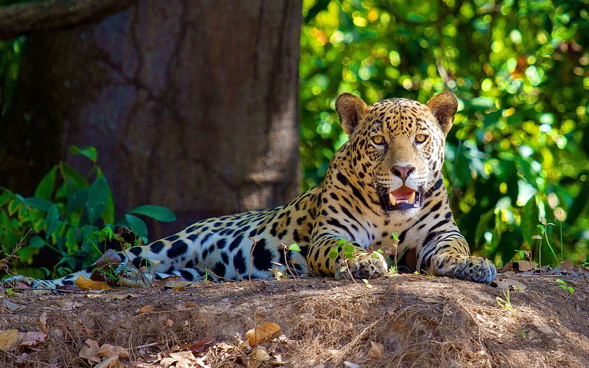 Ягуарова гора. Pantanal, Jaguar, Animaux, Jaguar Jungle HD тапет