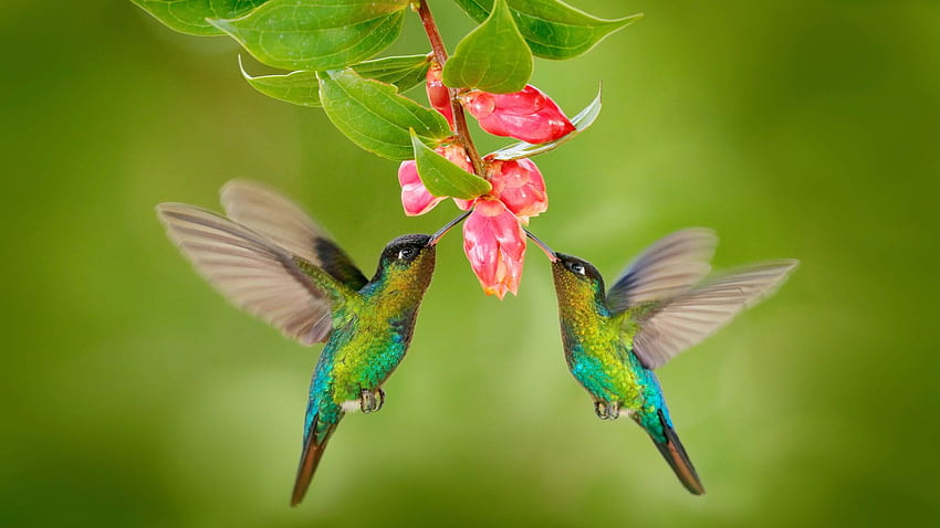Alimentadores de pares de pássaros em flor rosa para pássaros e flores papel de parede HD
