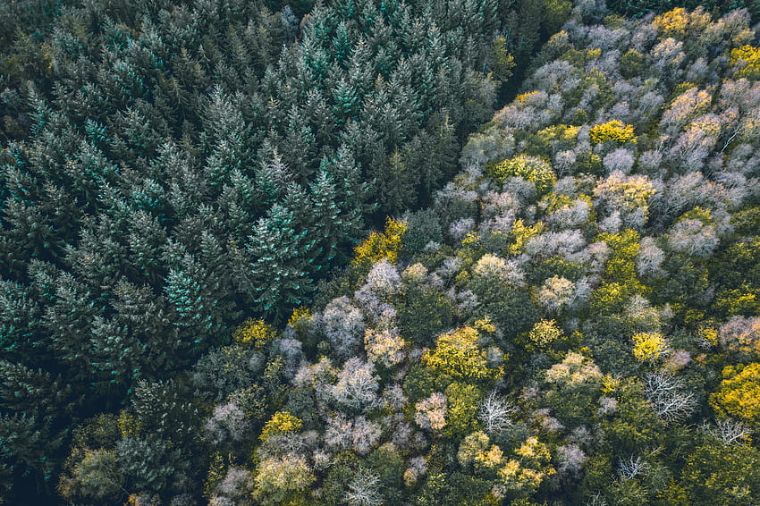 Nature, Trees, View From Above, Top, Forest, Tops, Border HD wallpaper