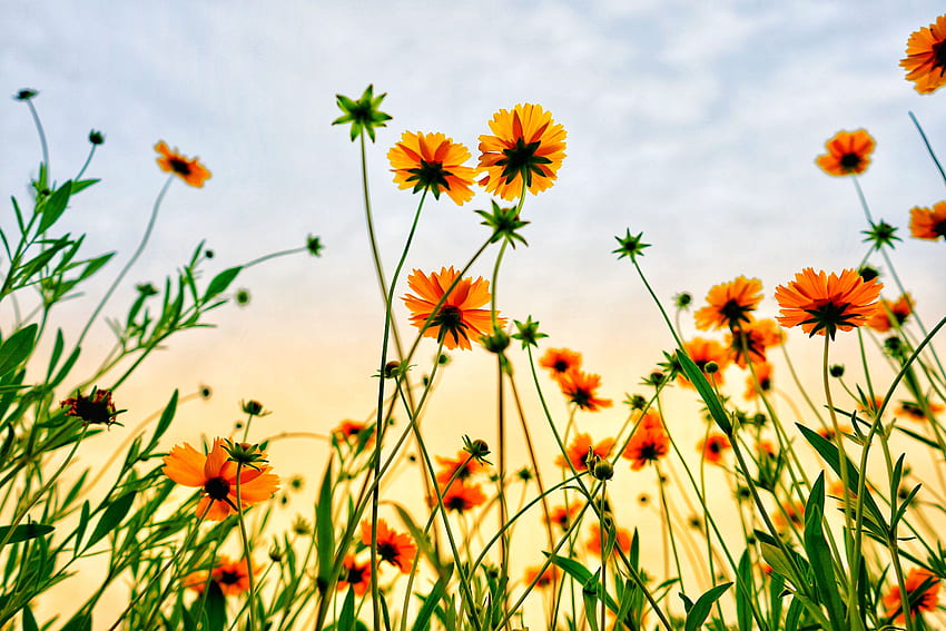 코스모스 밭, 꽃, 여름 HD 월페이퍼