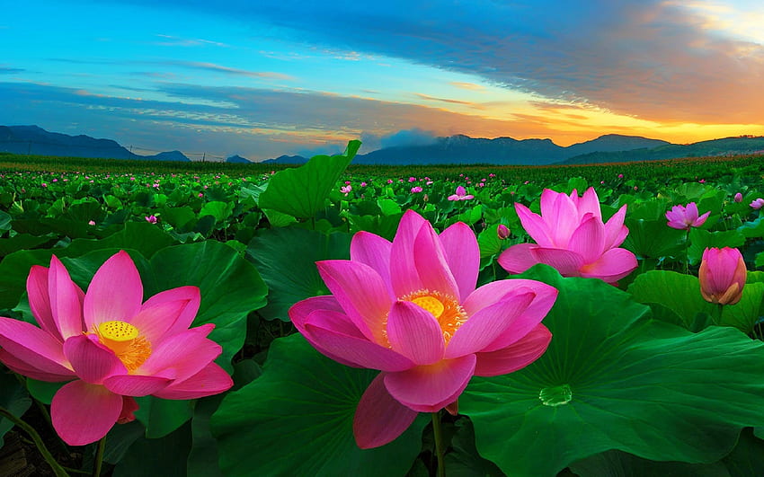 Fiore Fiori rosa e foglie verdi Fiori tradizionali in loto cinese per tablet e telefoni cellulari Sfondo HD