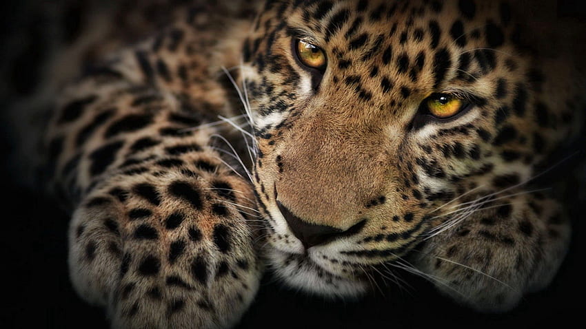 Animais, Leopardo, Focinho, Sombra, Predador papel de parede HD