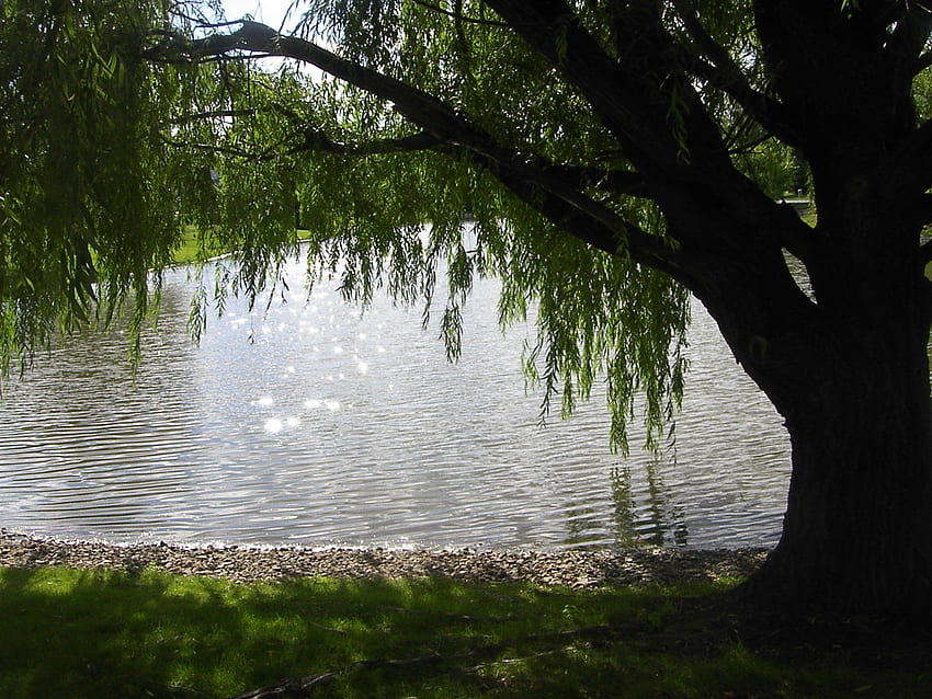 Weeping Willow Tree Weeping willow HD wallpaper