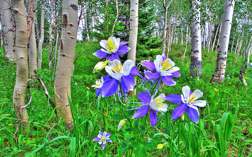 Aspens and Columbines, Colorado, trees, flowers, usa, blossoms, spring HD wallpaper