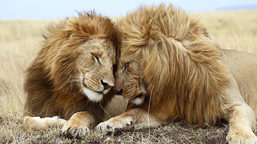 Animals, Lions, Couple, Pair, To Lie Down, Lie, Mane HD wallpaper