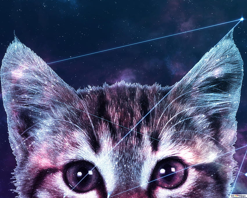 Galaxy Cat , Amazing Cat Galaxy HD wallpaper