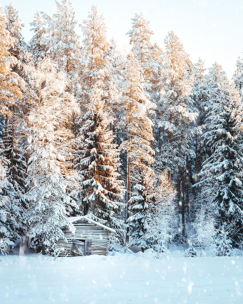 Zima, Natura, Drzewa, Śnieg, Połysk, Światło, Mały Dom, Domek, Opad śniegu Tapeta na telefon HD