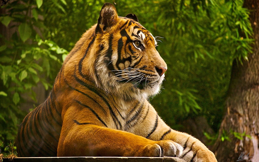 虎、猫、野生、動物 高画質の壁紙