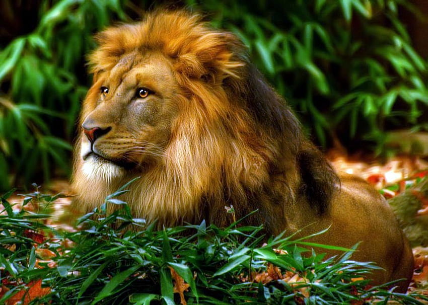 Nie ma wątpliwości, kto jest królem, odpoczywa, grzywa złoto-biało-czarna, król, silny, lew, samiec Tapeta HD