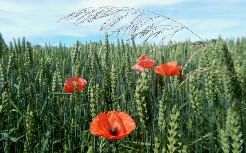 Макове в царевична нива, макове, зърно, наклонена трева, поле, Латвия HD тапет