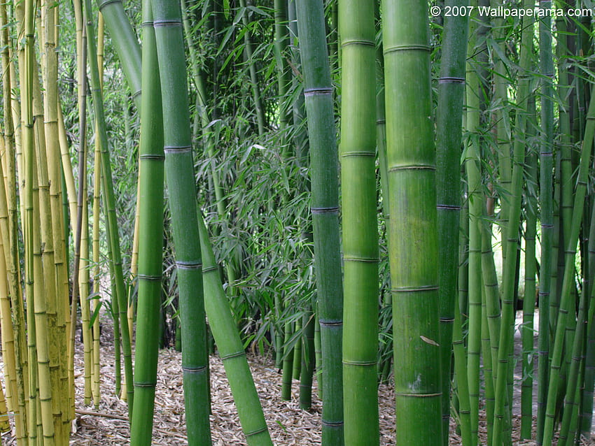 Bamboo Garden Background [] for your , Mobile & Tablet. Explore Bamboo . Bamboo for Walls, Bamboo Pattern, That HD wallpaper