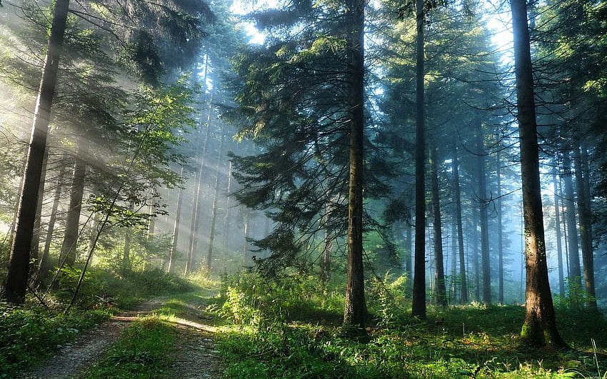 ป่าในฝัน - เหมือนฝัน วอลล์เปเปอร์ HD