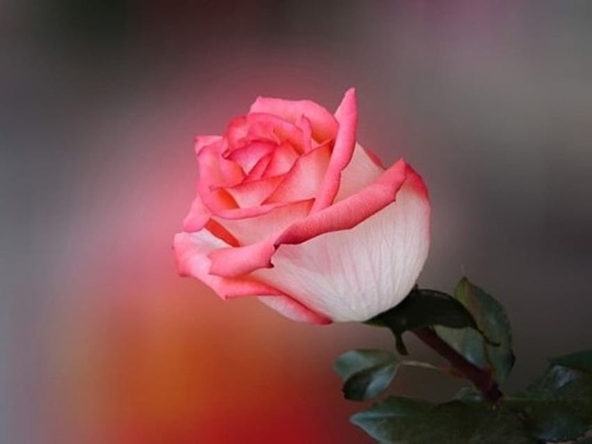 Single beauty, alone, pink rose, beauty, sad, rose, leaves, petals, flower, single HD wallpaper