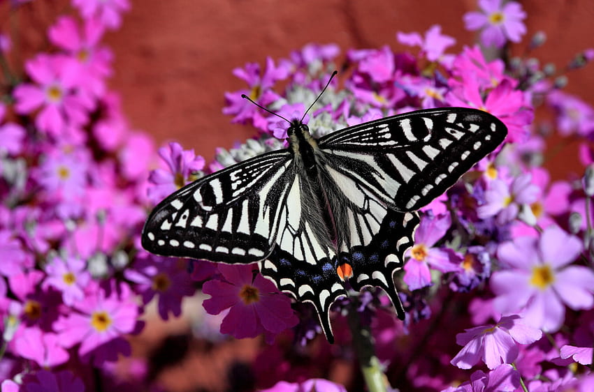Zebra Swallowtail FC, hayvan, grafik, çiçek, güzel, geniş ekran, yaban hayatı, kelebek, çiçek, kırlangıç ​​kuyruğu HD duvar kağıdı