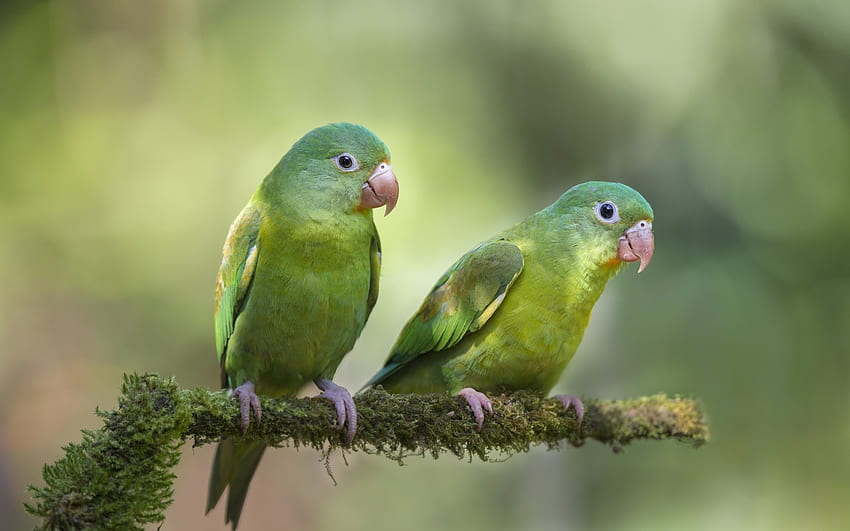 Parrots, bokeh, bird, green, couple, pasare, parrot HD wallpaper