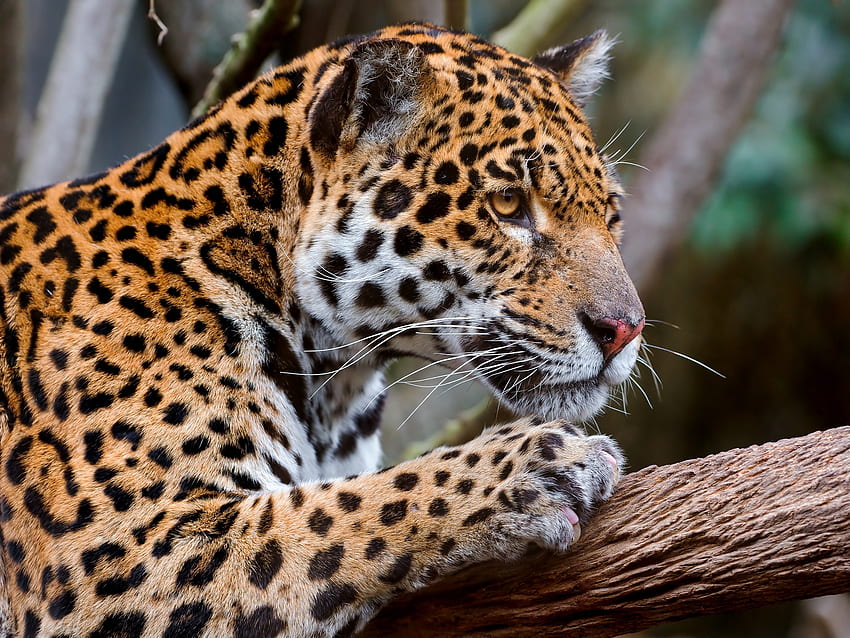 Hewan, Jaguar, Moncong, Spotted, Spotty, Predator, Sight, Opini Wallpaper HD