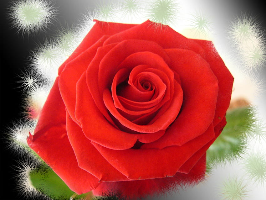 symbol of LOVE !!!, background, rose, abstract, symbol, graphy, love, red, redrose HD wallpaper