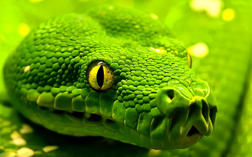 viper snake HD wallpaper