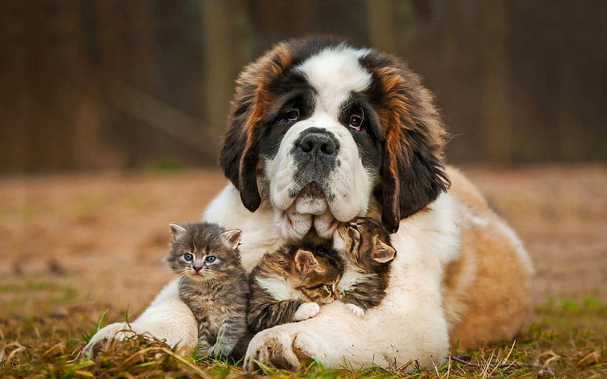 Tiere, Hund, Kätzchen, Bernhardiner, Bernhardiner HD-Hintergrundbild
