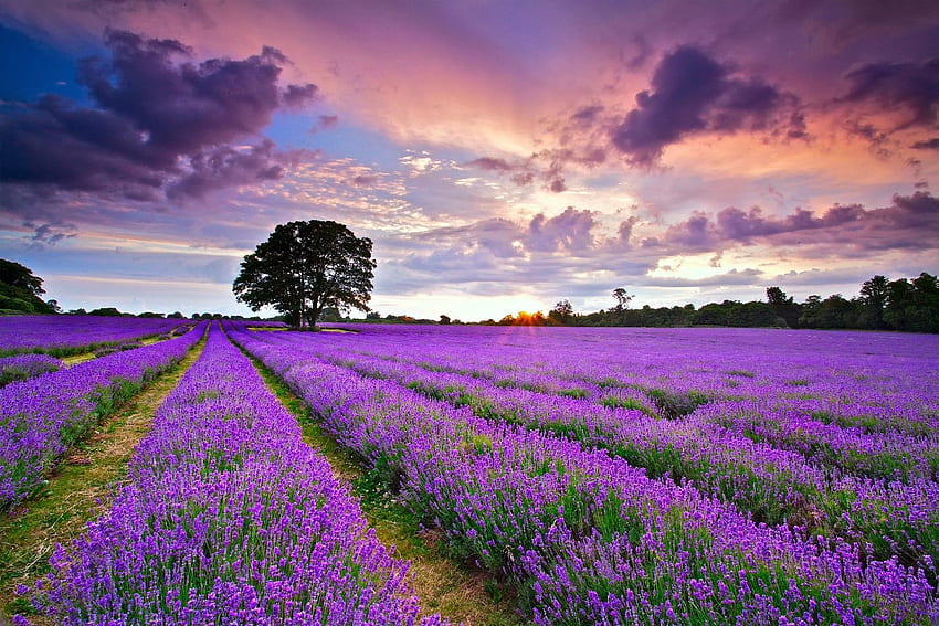 Lanskap: Lapangan Inggris Bunga Lavender Lanskap Alam Wallpaper HD