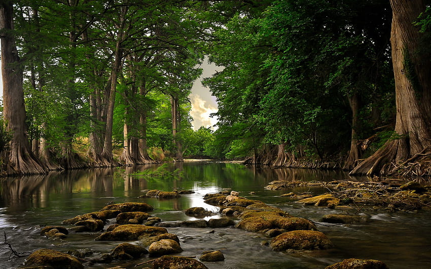 Nature, Rivers, Trees, Stones, Summer, Moss HD wallpaper