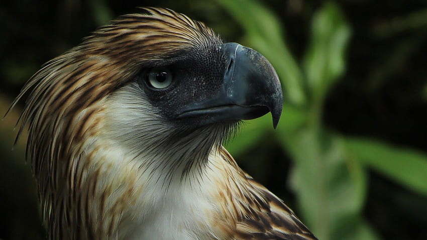 Solo Traveling in the Philippines, Just a RedDoorz Away!, Philippine Eagle HD wallpaper