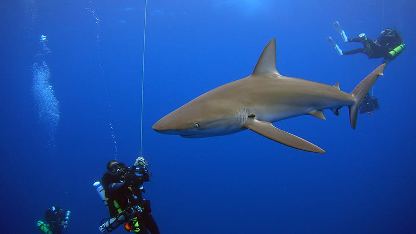 Za nauką: skąd wiemy, ile gatunków rekinów jest zagrożonych? • Objawiciel, rekiny z Galapagos Tapeta HD
