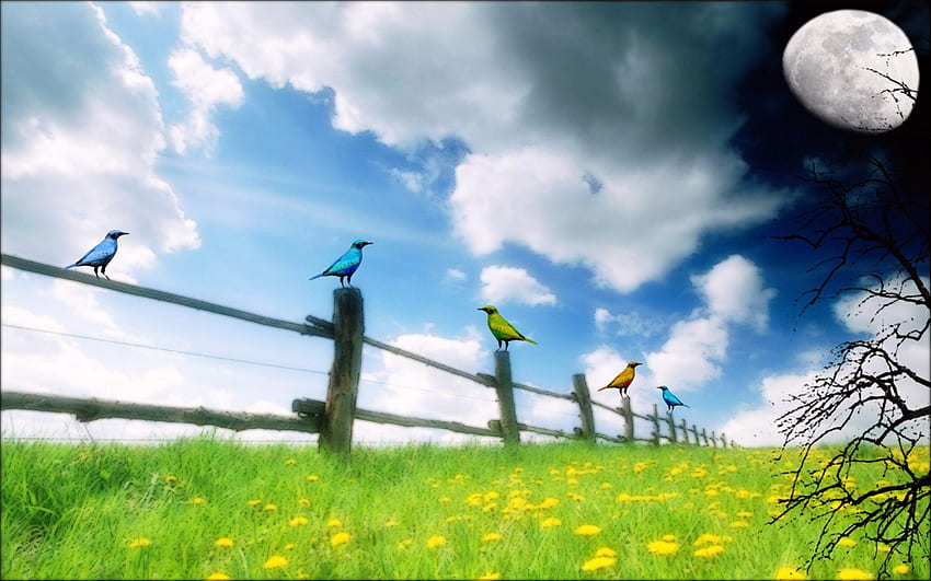 Summer Sweet Meadow, sweet, meadows, summer, birds, fence HD wallpaper