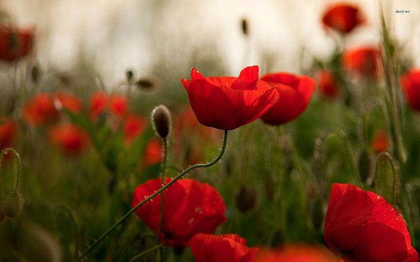 Red poppies - Flower, Red Poppy HD wallpaper | Pxfuel