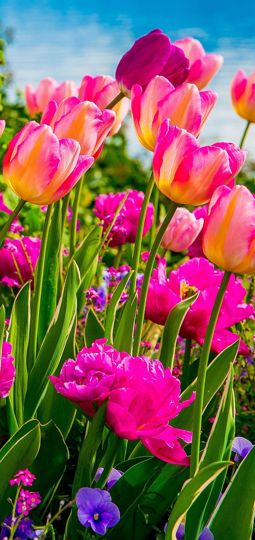 Tulipanes rosas y morados, flores en el lago de Ginebra, con los Alpes suizos, Montreux, Suiza (viajes por Europa, vacaciones). Jardín de tulipanes, Flores hermosas, Tulipanes morados fondo de pantalla del teléfono