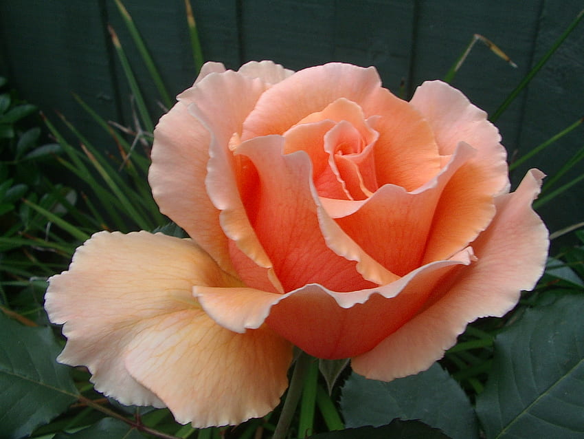Apricot Rose, rosa, apenas, damasco, joey papel de parede HD