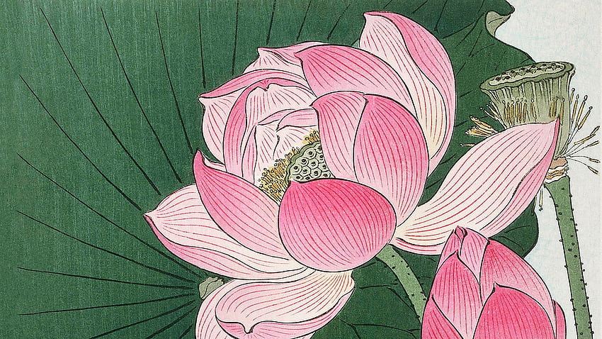 Охара Косон, японец. Илюстрация, лотосово цвете изкуство HD тапет