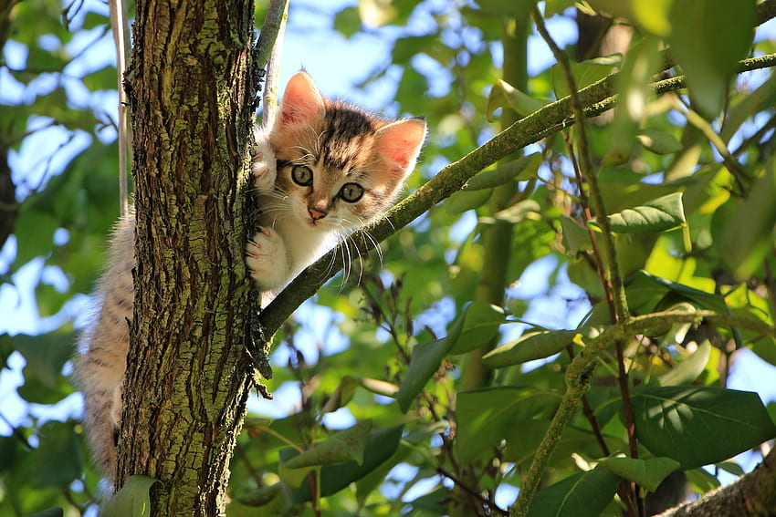 Lucu, Hewan, Kayu, Kucing, Kucing, Anak Kucing, Pohon, Bagus, Sayang Wallpaper HD