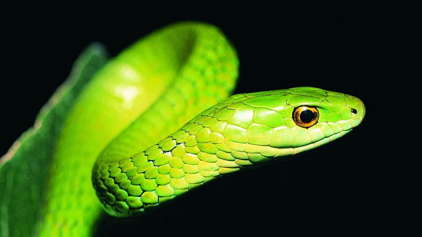 Bamboo Green Snake - Black . Source. Snake , Snake , Viper snake HD wallpaper