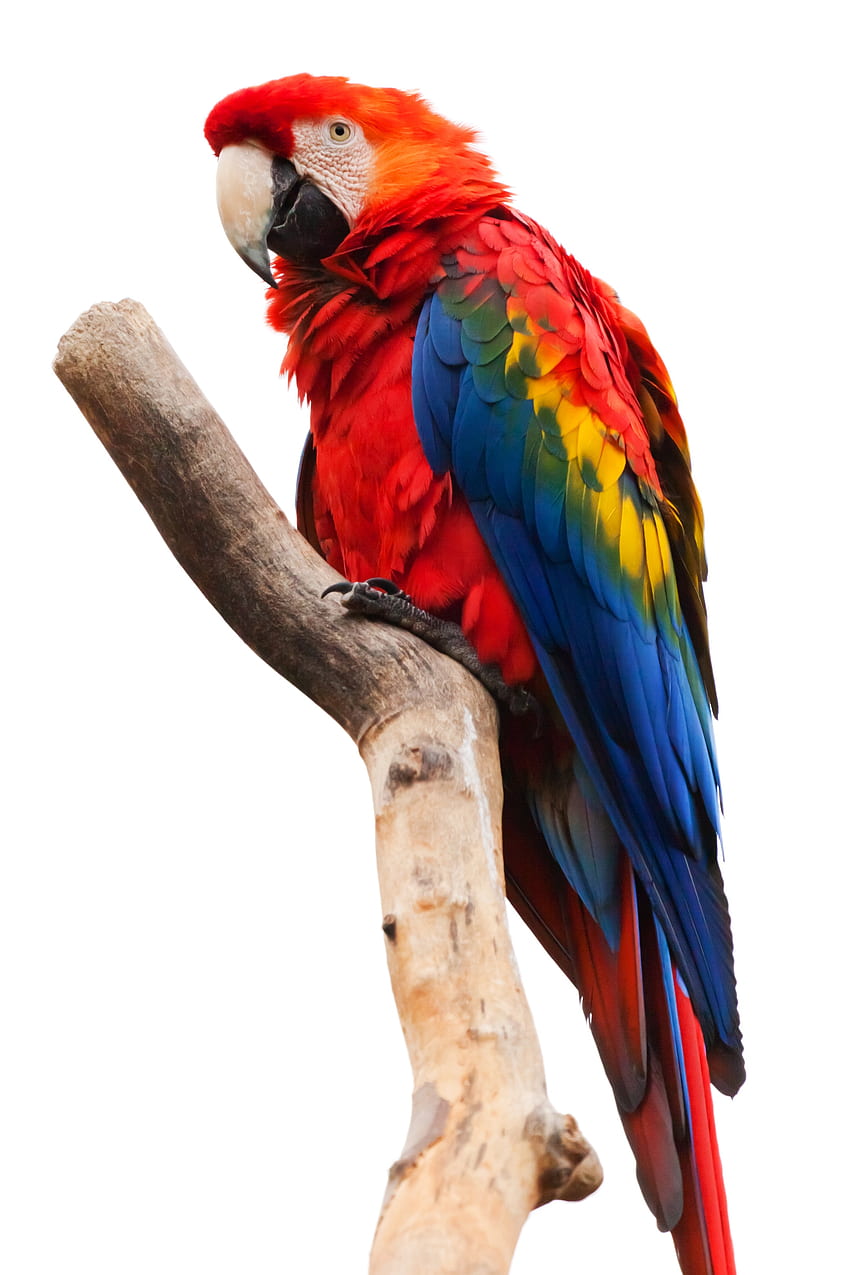 Scarlet Macaw · Stok wallpaper ponsel HD