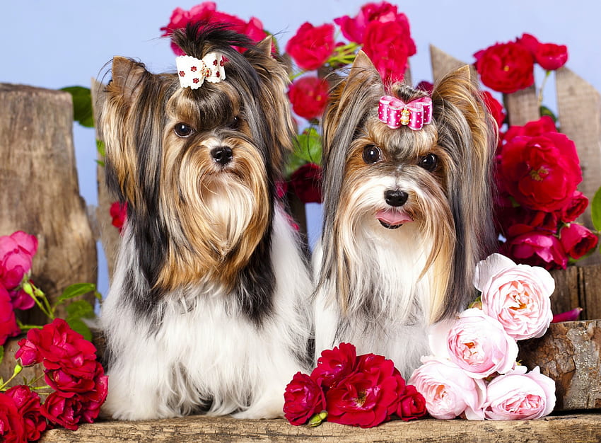 Szczenięta York terrier, słodkie, róże, psy, szczenięta, słodkie, york, teriery, kwiaty, godny podziwu, przyjaciele Tapeta HD