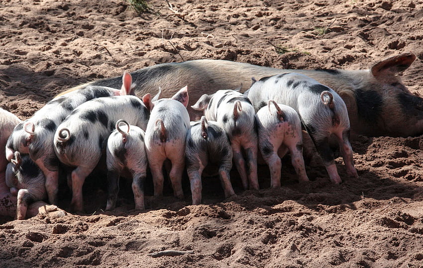동물, 동물, 곱슬 꼬리, 국내 돼지, 농장, 가축, 포유 동물, 애완 동물, 새끼 돼지, 돼지, 흙, 젖을 먹다 . 멋지다! HD 월페이퍼