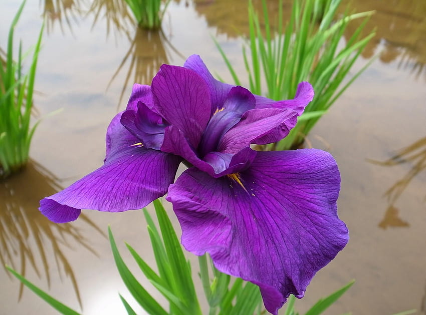 Blumen, Wasser, Iris, Blume, hell, Nahaufnahme HD-Hintergrundbild