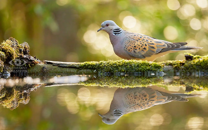 European Turtle Dove, bird, reflection, water, dove HD wallpaper