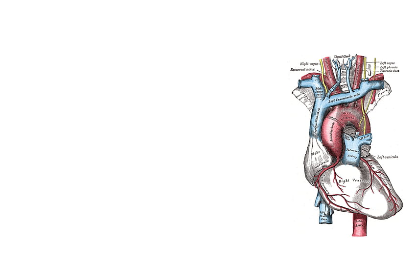 Heart Anatomy, Circulatory System HD wallpaper