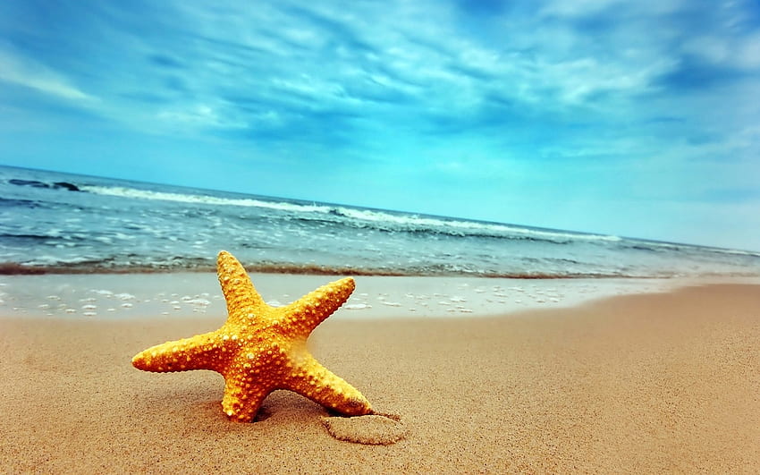 Rozgwiazda, Tło, Morze, Plaża Tapeta HD