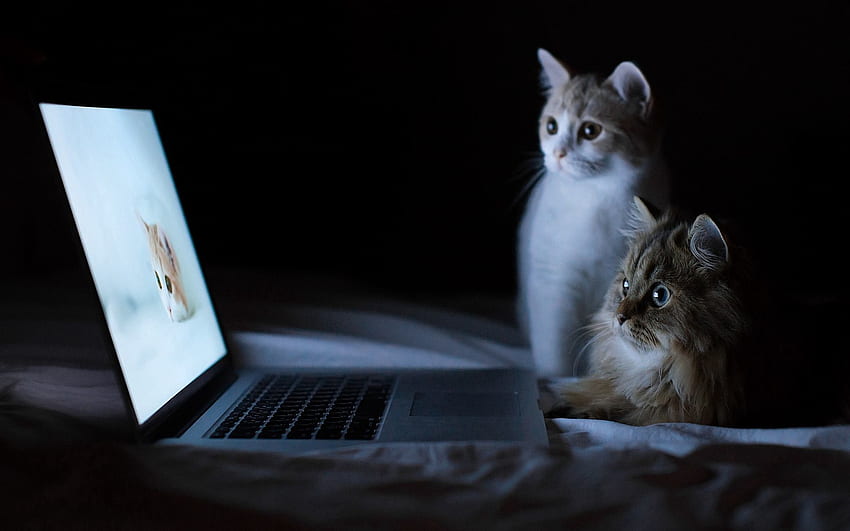 동물, 고양이, 커플, 쌍, 눕다, 거짓말, 휴식, 휴식, 노트북, 노트북, 호기심 HD 월페이퍼