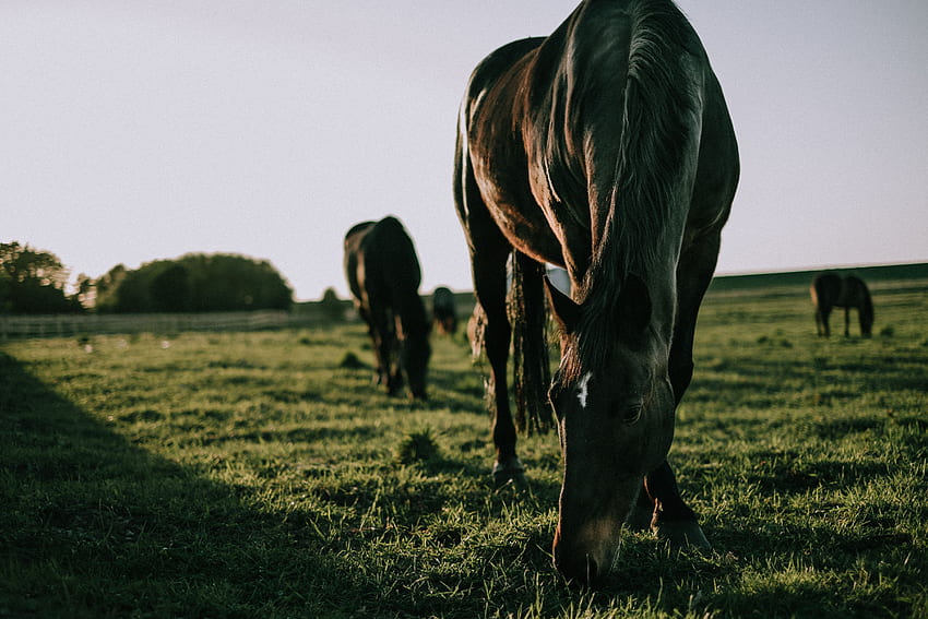 Zwierzęta, trawa, spacer, koń Tapeta HD