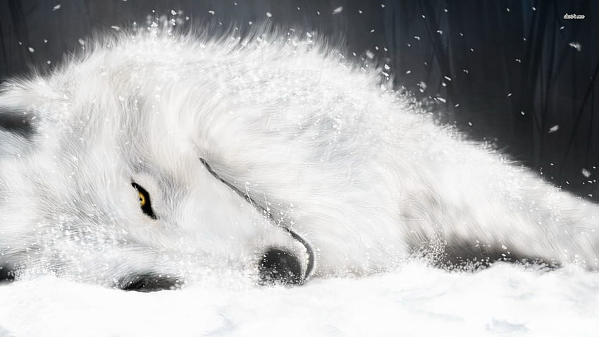 white wolf wallpaper widescreen