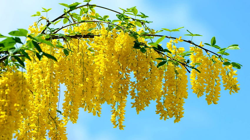 Sonnige Zweige, Ast, sonnig, Blumen, gelb HD-Hintergrundbild