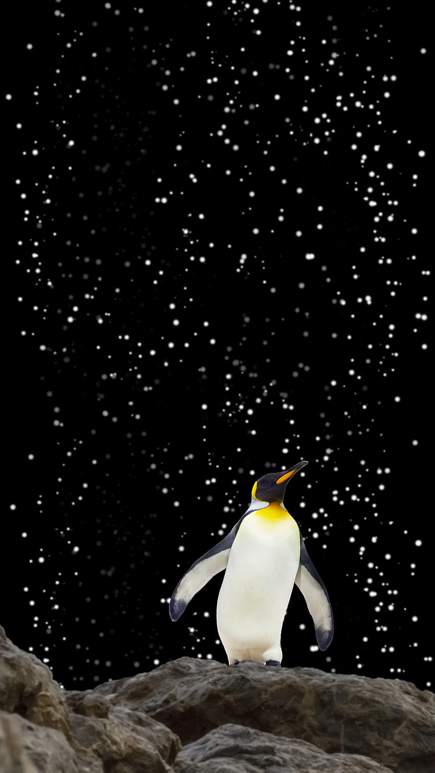 Пингуино, кралски_пингвин, клюн HD тапет за телефон