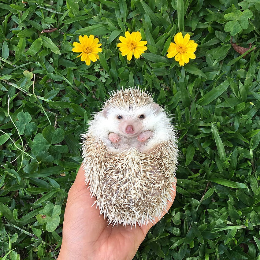 Cutest hedgehog with grassy green background and yellow daises by