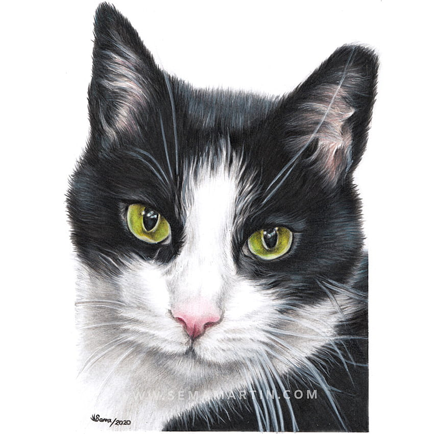 Disegni realistici su commissione per ritratti di gatti a matita colorata dal tuo ritrattista di animali domestici Sema Martin, Black and White Cat Drawing Sfondo del telefono HD